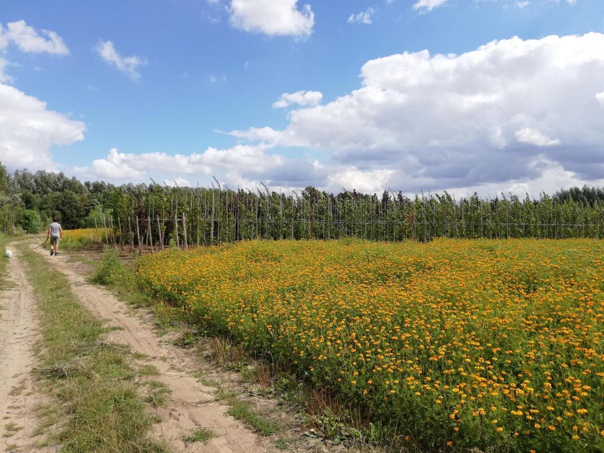 B&B De Stuifduinen Wetteren Exteriér fotografie